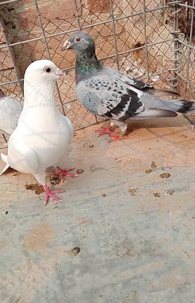 two male one paper withe female