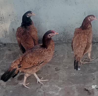 bangam aseel Madya  fore sale and exchange