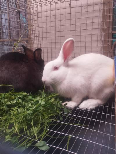 Newziland Breed 4-5kg