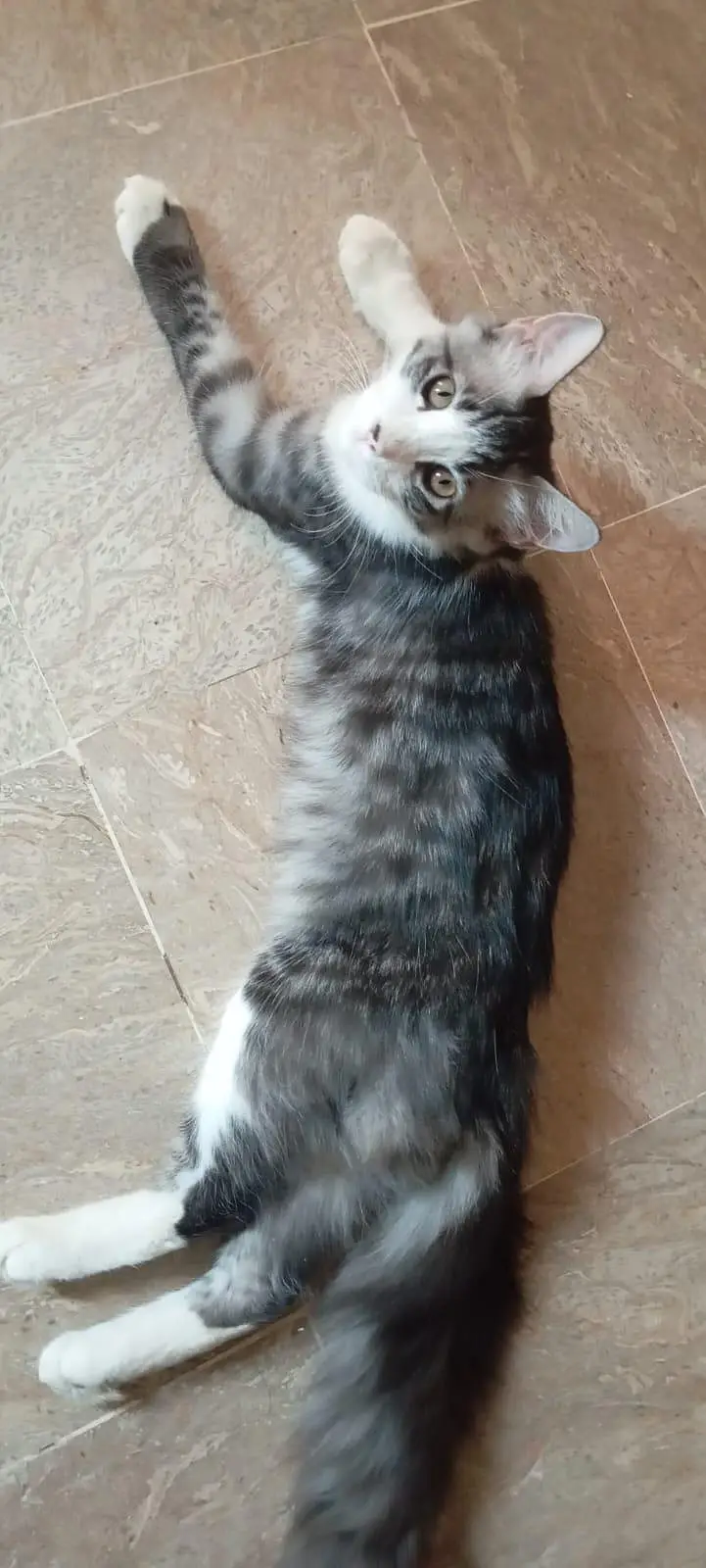 healthy and mix semi Persian kittens for sale