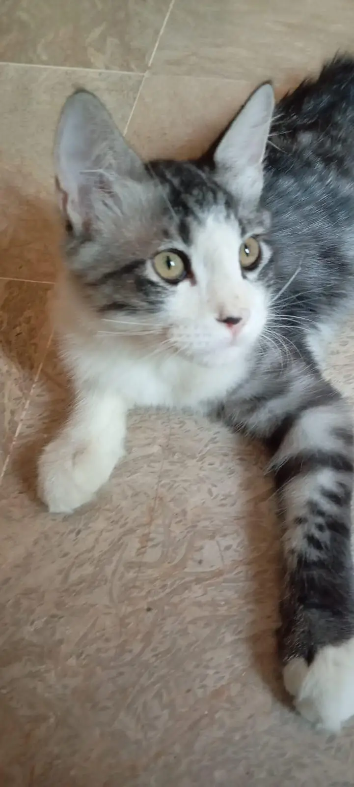 healthy and mix semi Persian kittens for sale — photo 2