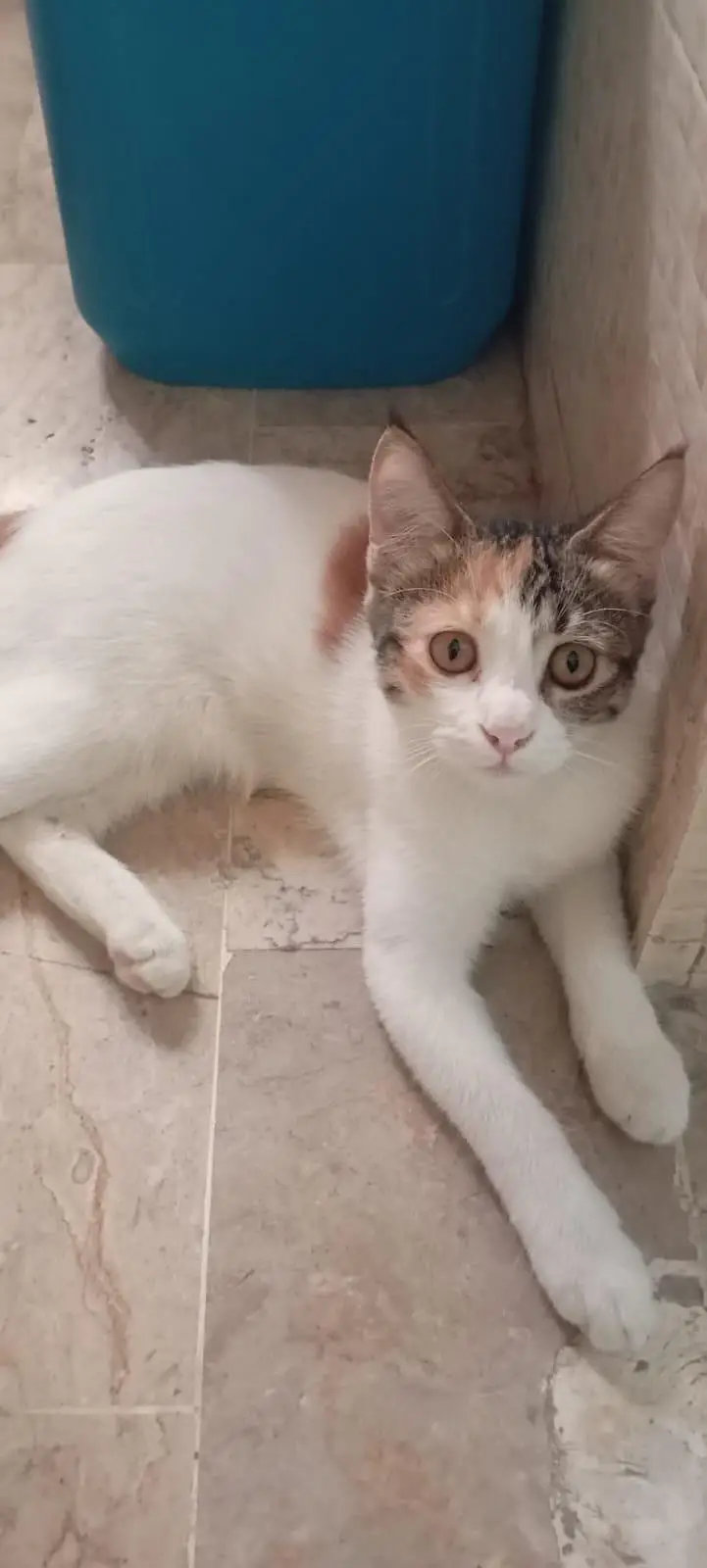 healthy and mix semi Persian kittens for sale — photo 3