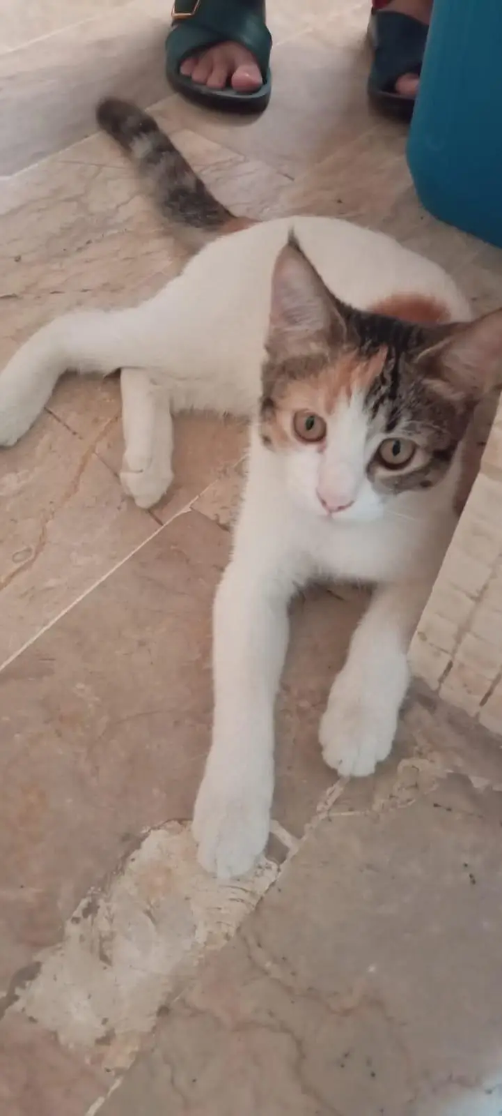 healthy and mix semi Persian kittens for sale — photo 4