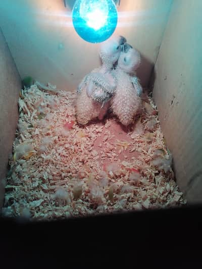 suncanor chicks for sale 1 chicks 12500k