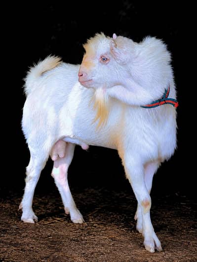 Pointed Teddy Breeder