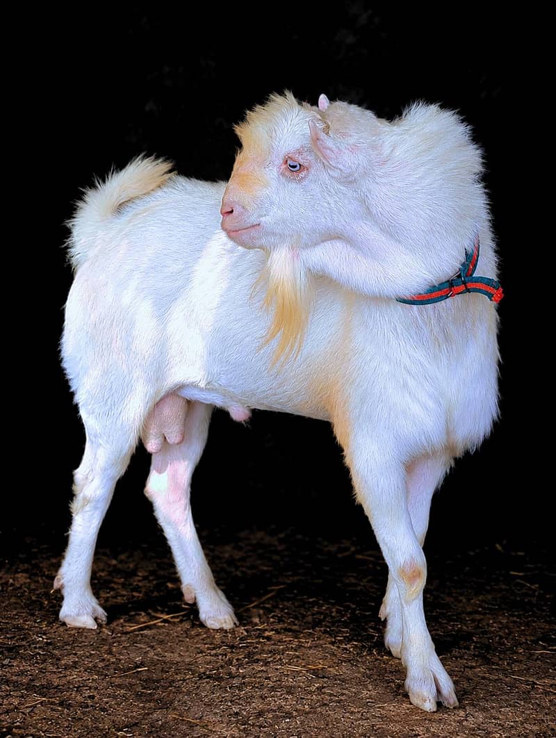 Pointed Teddy Breeder 0