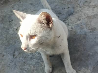 Cat Lover Male is very beautiful brown eyes