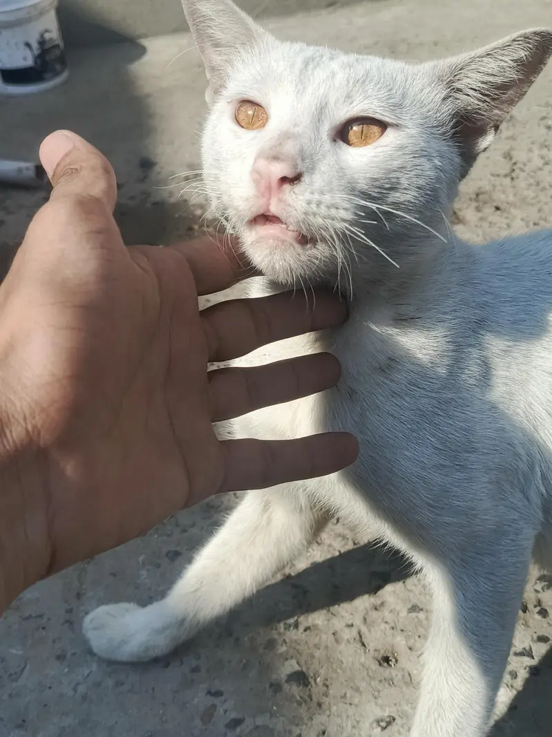 Cat Lover Male is very beautiful brown eyes — photo 2