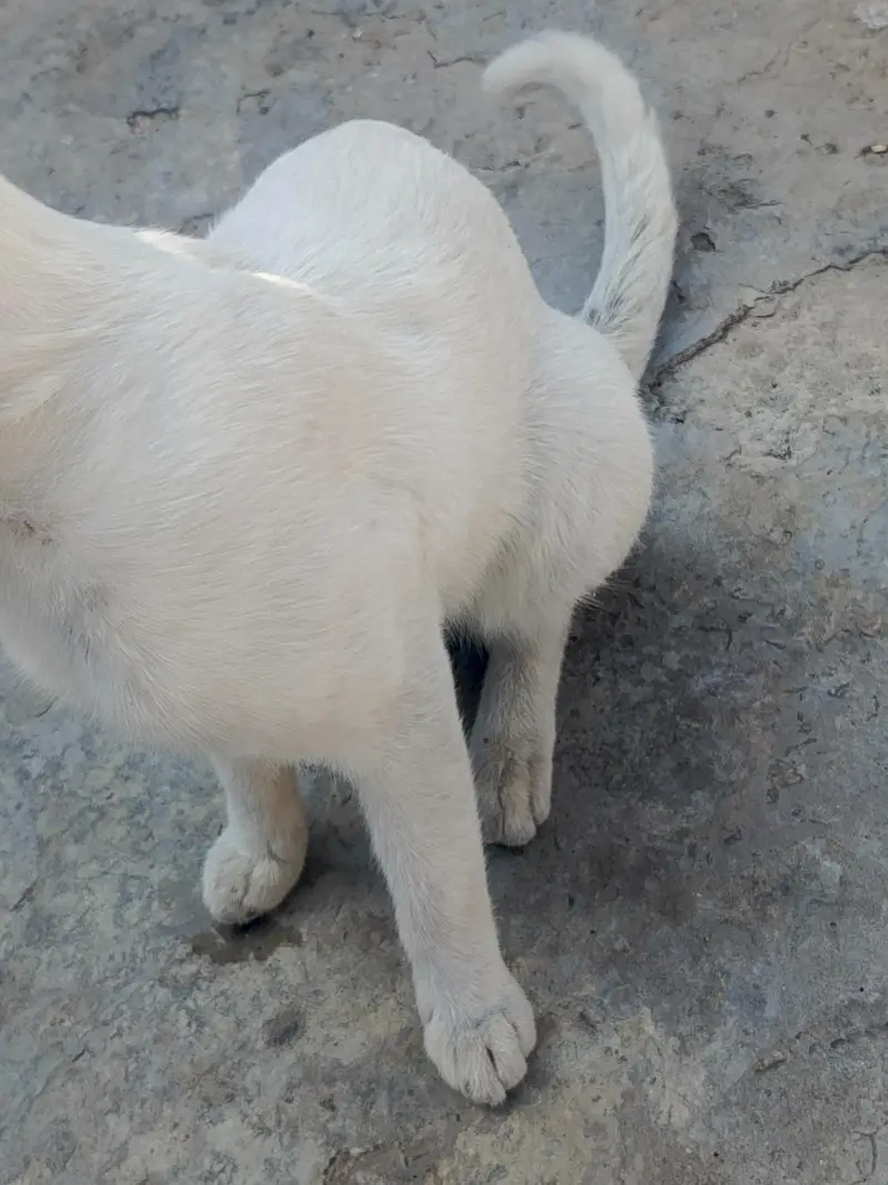 Cat Lover Male is very beautiful brown eyes — photo 3