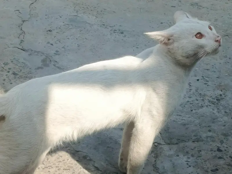 Cat Lover Male is very beautiful brown eyes — photo 4