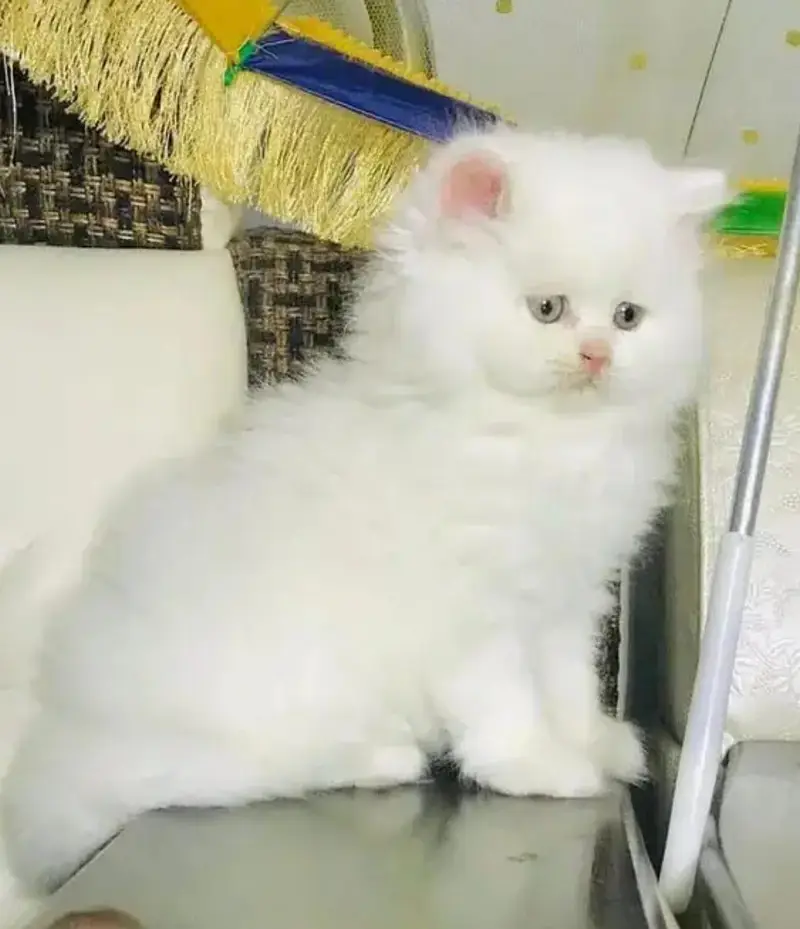 Persian cat 2month vaccinated — photo 2