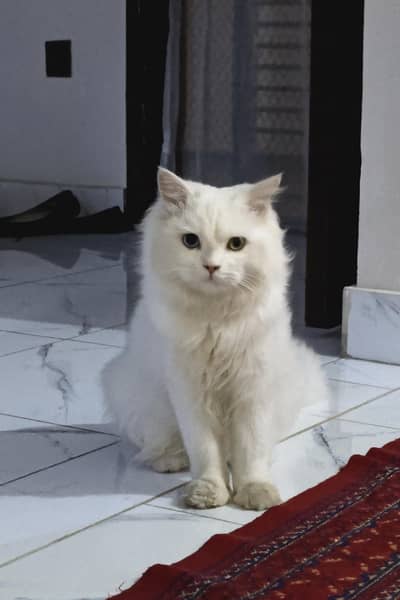 Odd-Eyes Turkish Angora cats