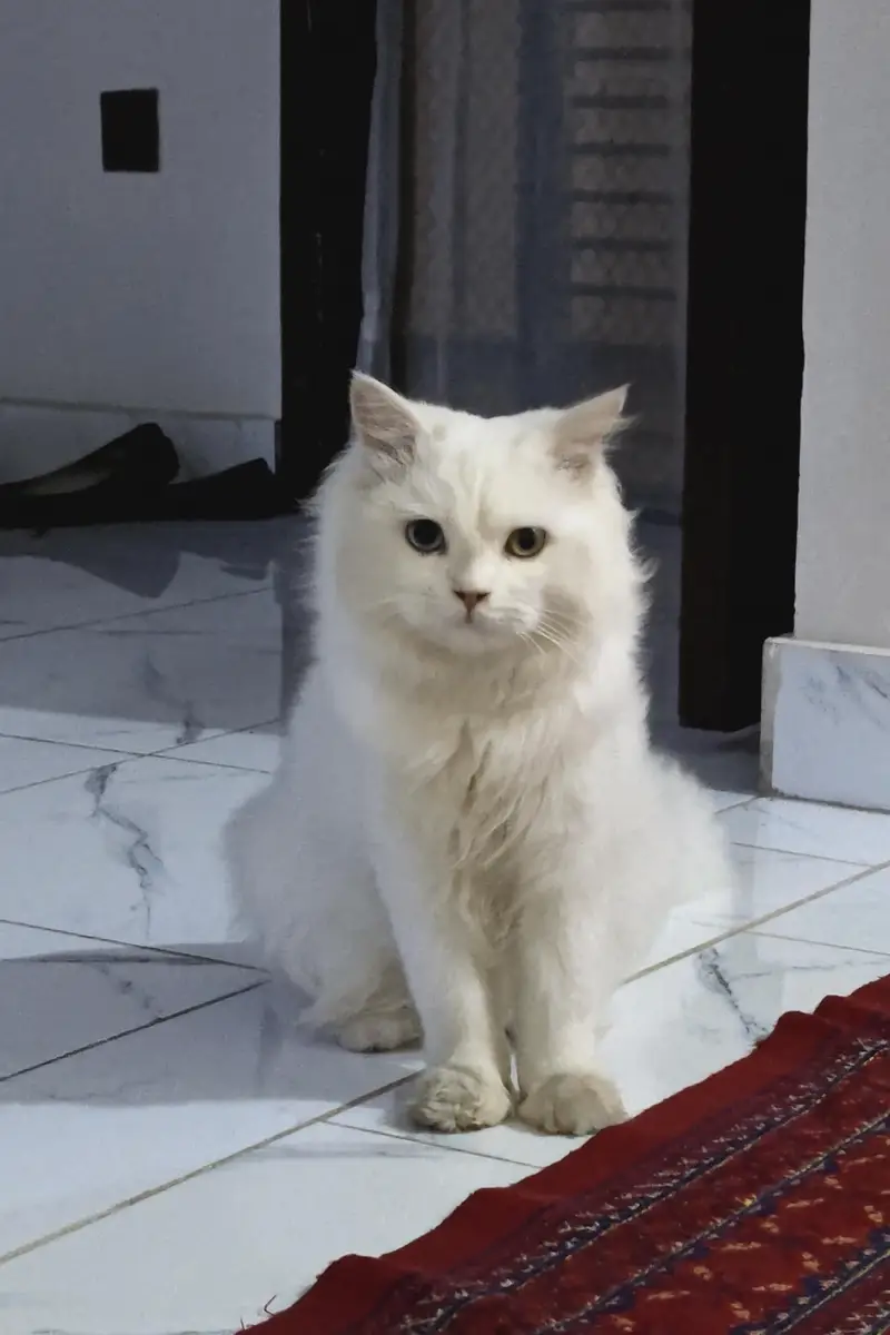 Odd-Eyes Turkish Angora cats