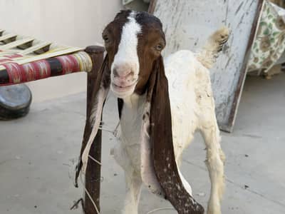 Kamori Male Bachay