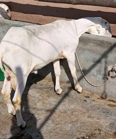 pure Mundra sheep fo sale
