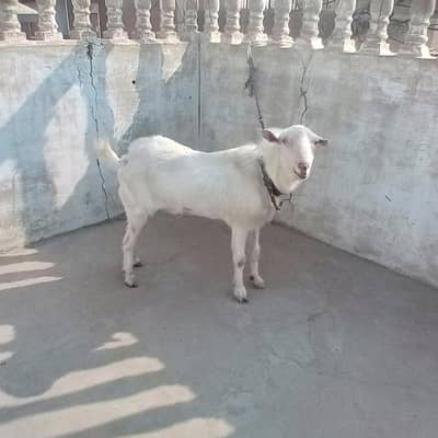 teddy male hai