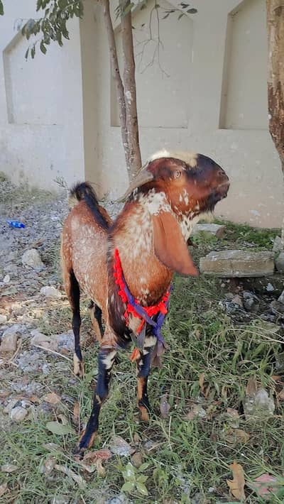 Bital Teddy mix breed Goats are Available