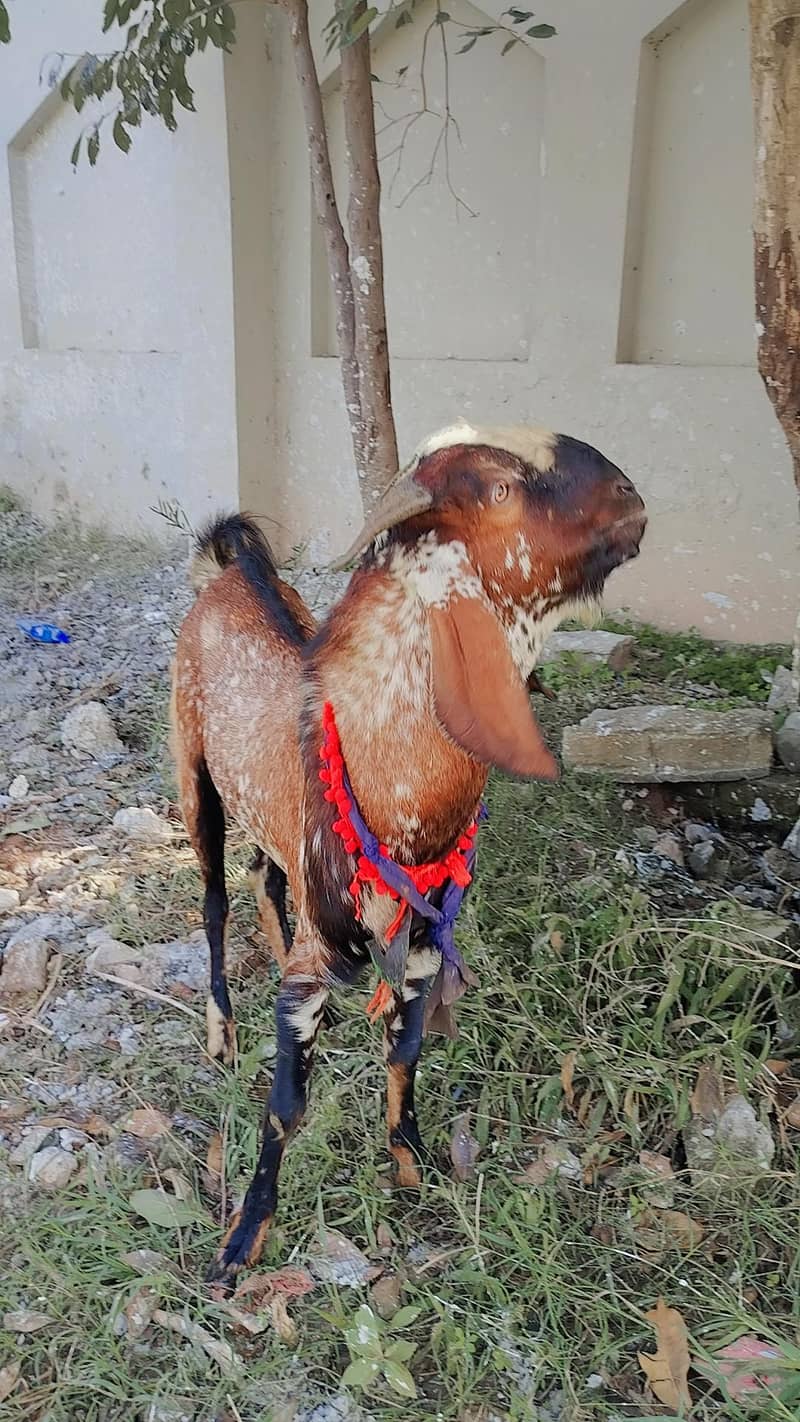 Bital Teddy mix breed Goats are Available - Other Animals - 1120885958