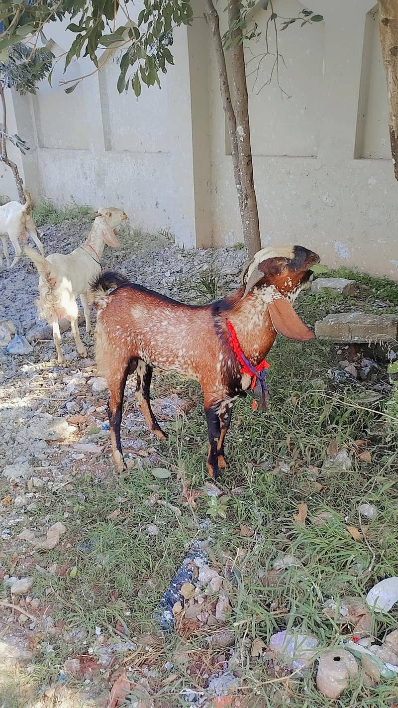 Bital Teddy mix breed Goats are Available - Other Animals - 1120885958