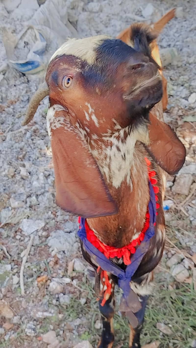 Bital Teddy mix breed Goats are Available - Other Animals - 1120885958