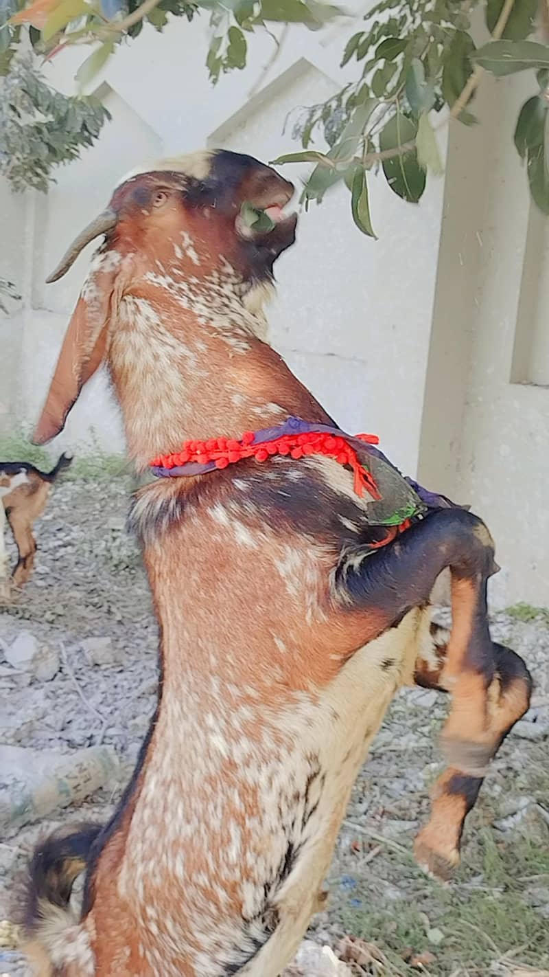 Bital Teddy mix breed Goats are Available - Other Animals - 1120885958