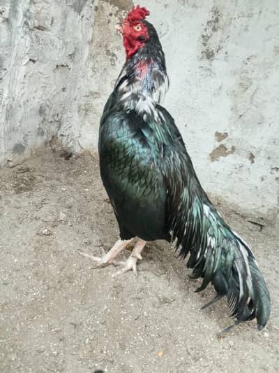 high quality patha available tapni not available