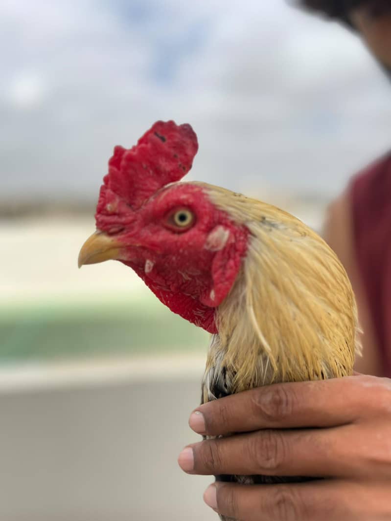 Java Aseel Pattha for Sale  Lakha Pattha Premium Quality Male for sale 0