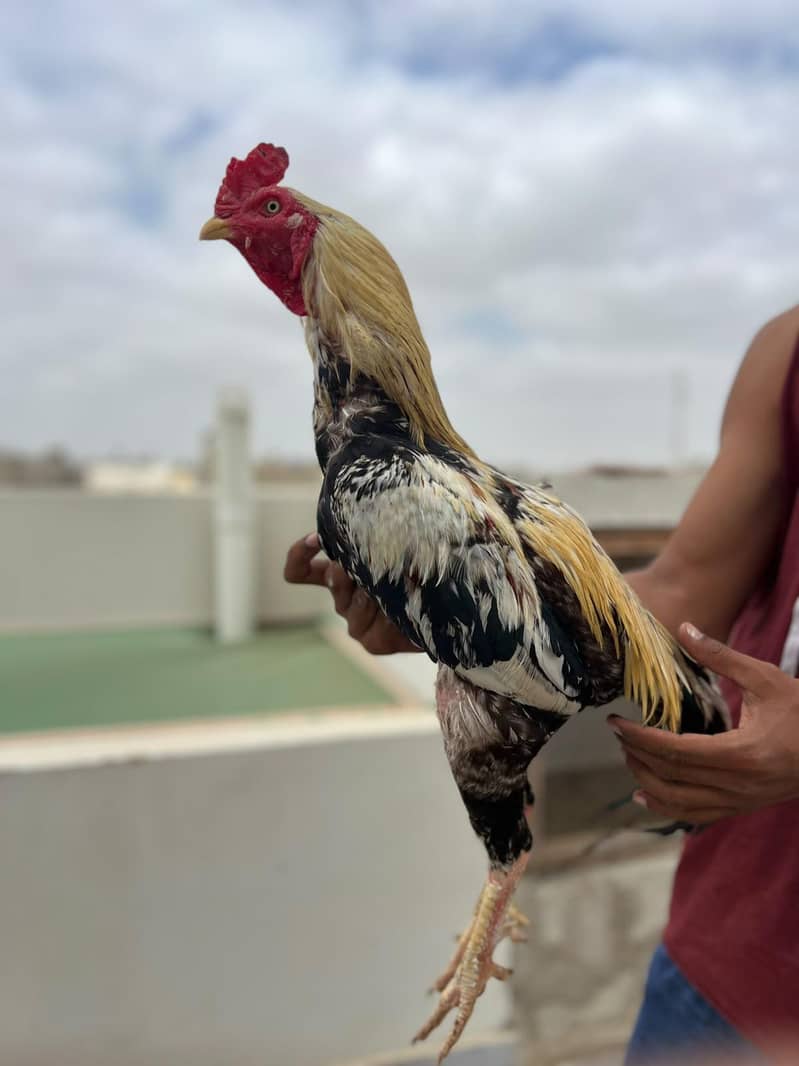 Java Aseel Pattha for Sale  Lakha Pattha Premium Quality Male for sale 1