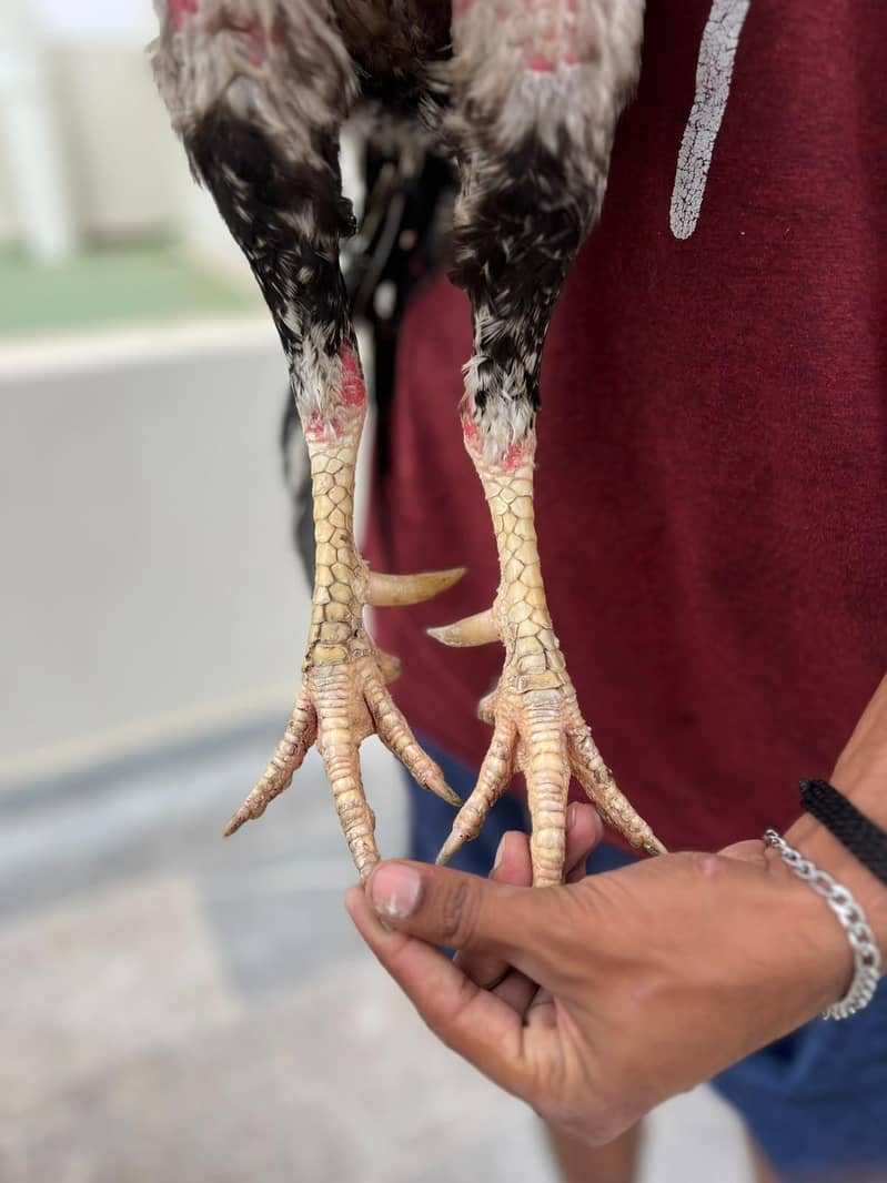 Java Aseel Pattha for Sale  Lakha Pattha Premium Quality Male for sale 2