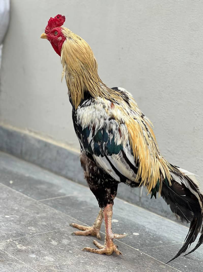 Java Aseel Pattha for Sale  Lakha Pattha Premium Quality Male for sale 3