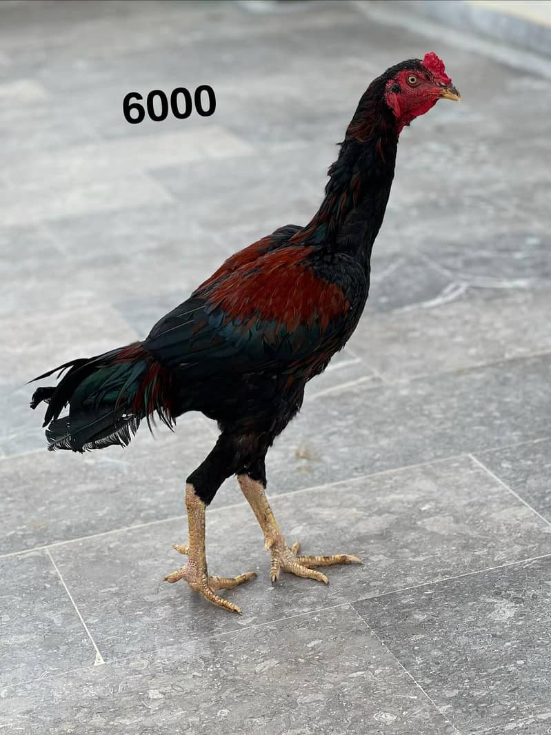 Java Aseel Pattha for Sale  Lakha Pattha Premium Quality Male for sale 4