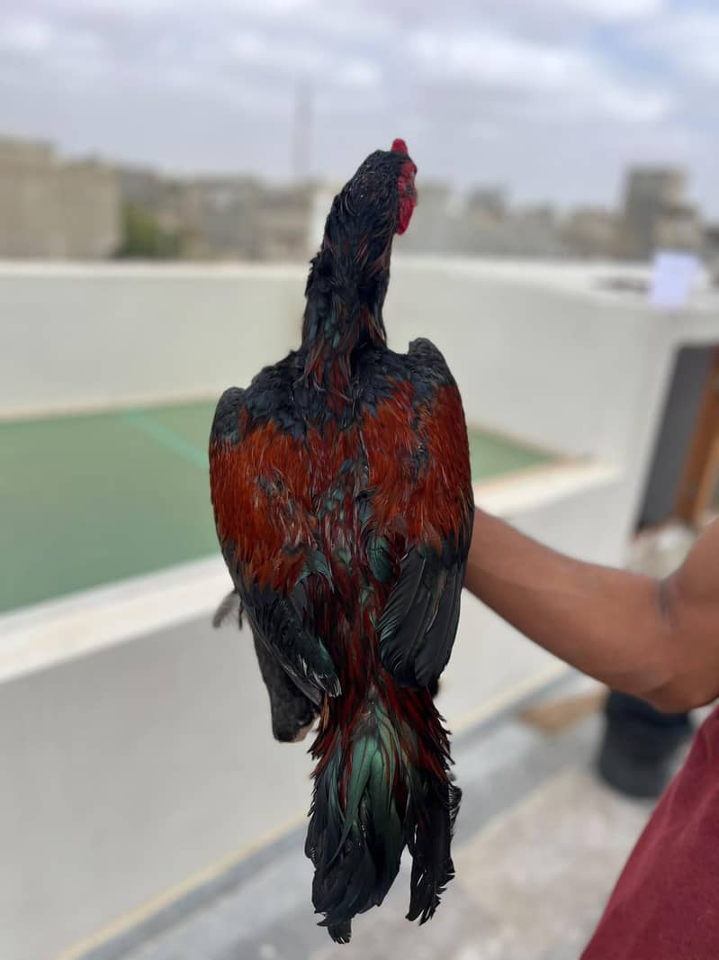 Java Aseel Pattha for Sale  Lakha Pattha Premium Quality Male for sale 5