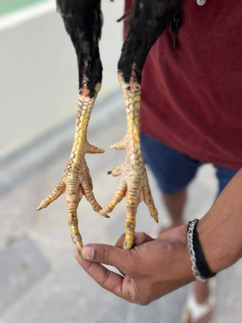 Java Aseel Pattha for Sale  Lakha Pattha Premium Quality Male for sale 6