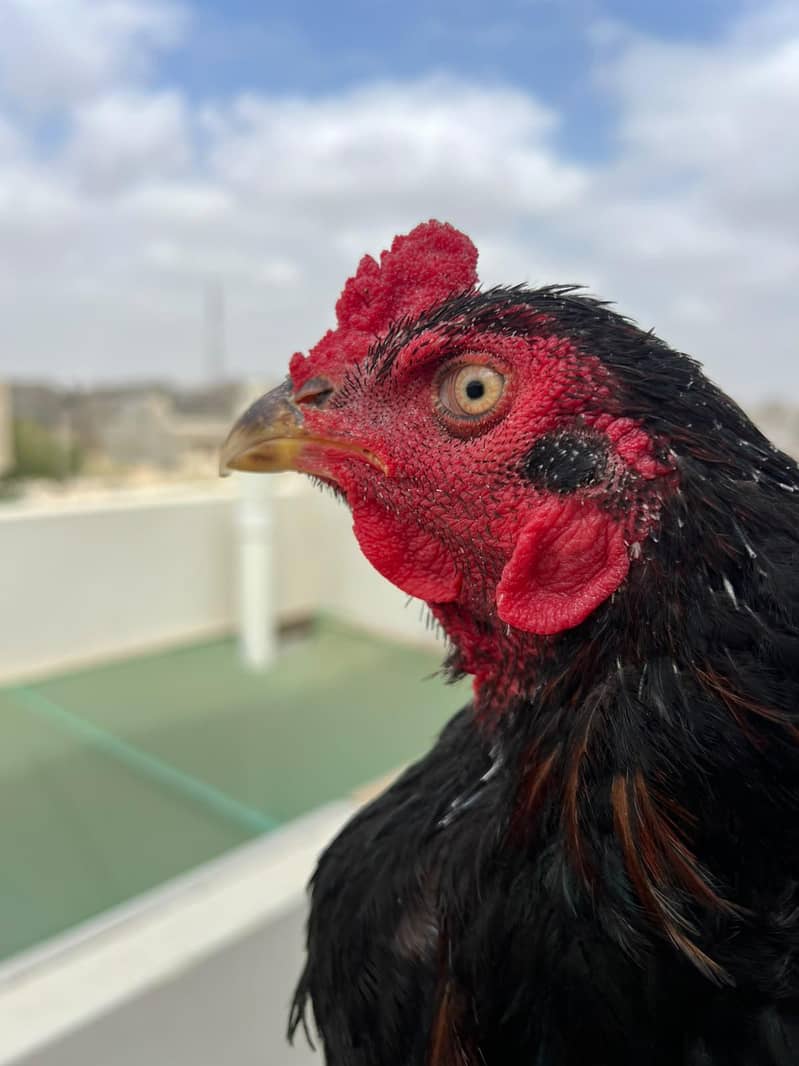Java Aseel Pattha for Sale  Lakha Pattha Premium Quality Male for sale 7