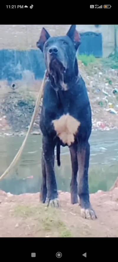 bully dog for sale