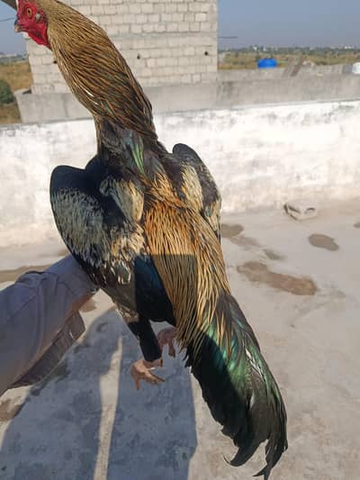 aseel miewali murgha