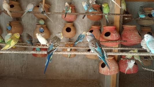 bajri/Australian breeding pairs and adults for sale
