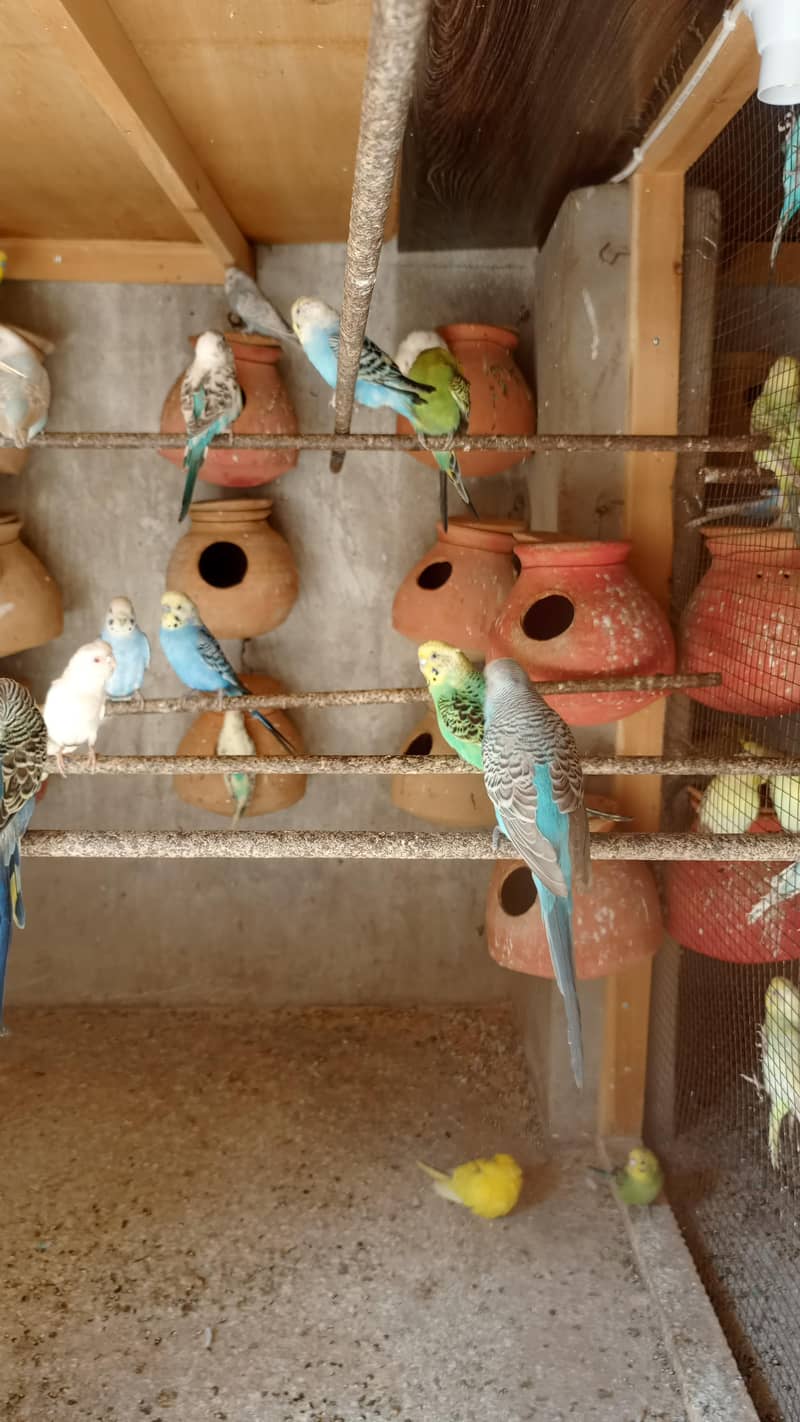 bajri/Australian breeding pairs and adults for sale - Parrots - 1120886041