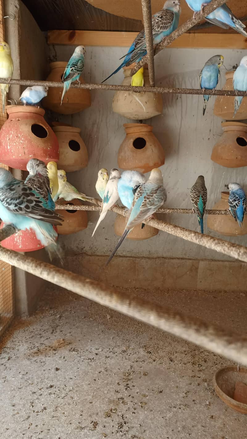 bajri/Australian breeding pairs and adults for sale - Parrots - 1120886041