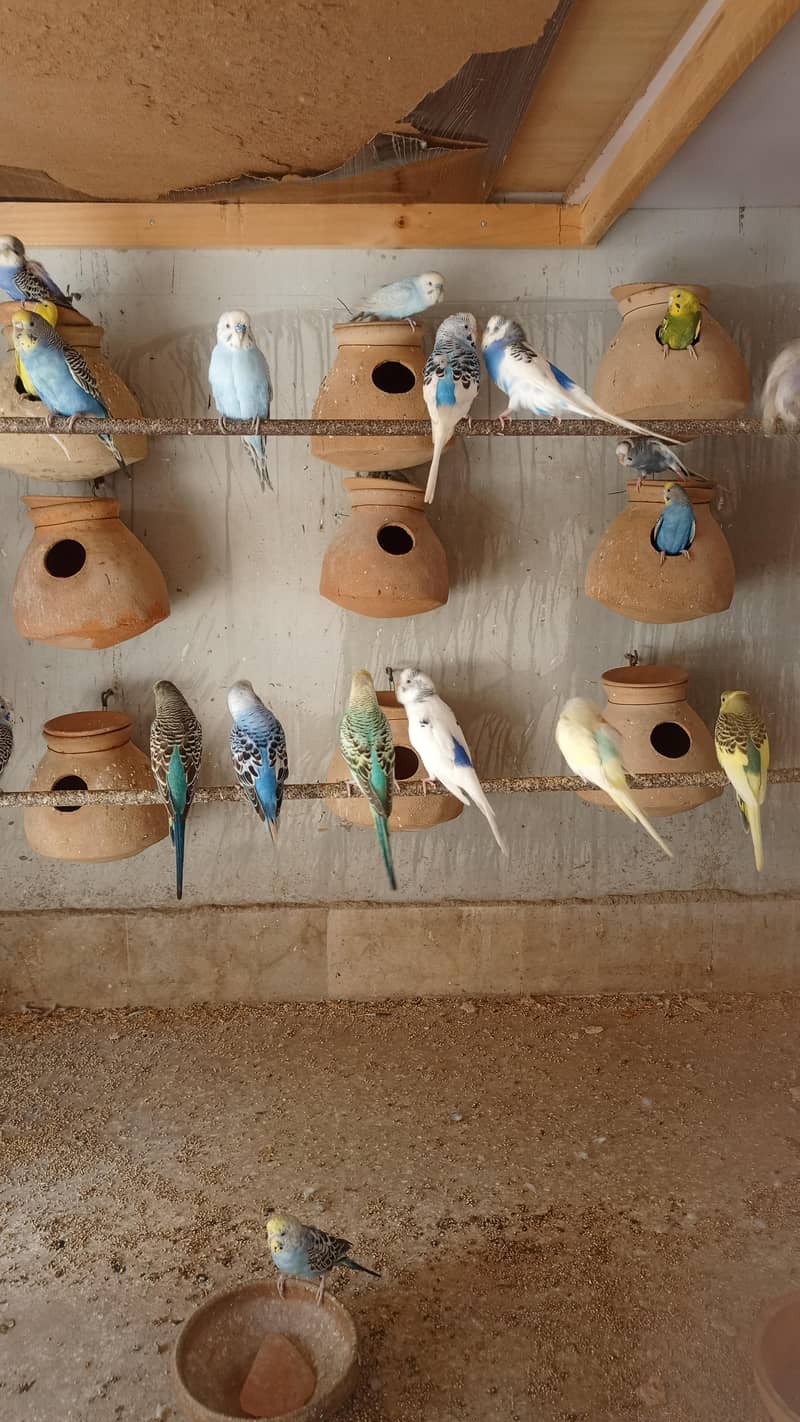 bajri/Australian breeding pairs and adults for sale - Parrots - 1120886041