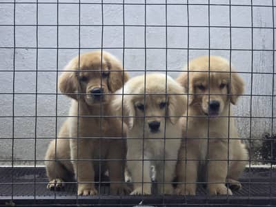 golden retriever Pedigree pups