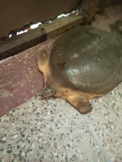 fresh water turtle