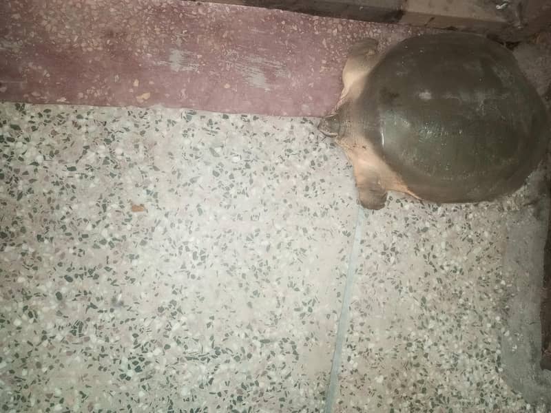 fresh water turtle 1