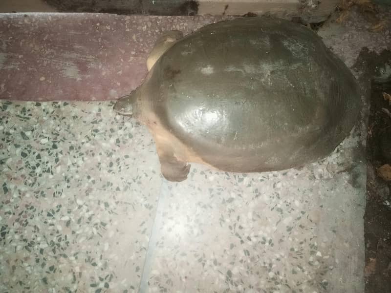 fresh water turtle 2