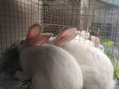 Newziland Breed 4-5kg