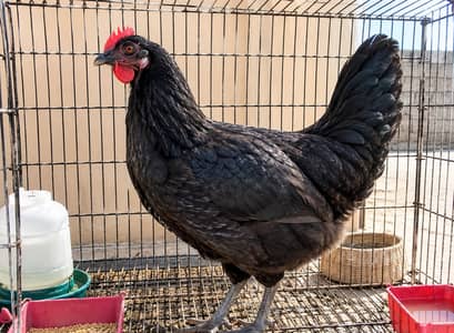 Black hen