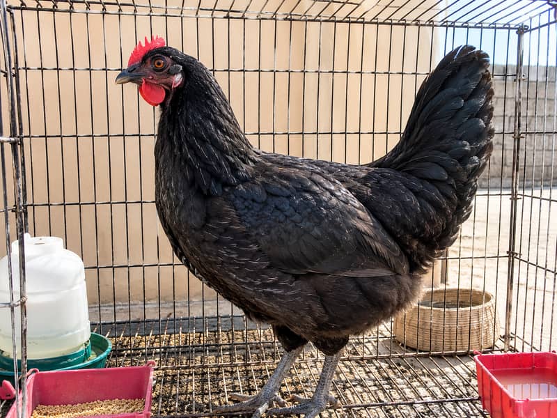 Black hen 2