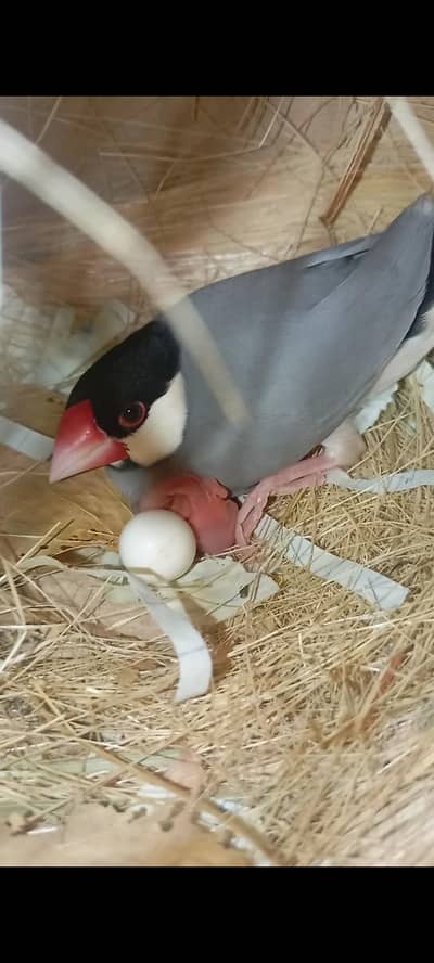 gray java breeder pair and cage for sale