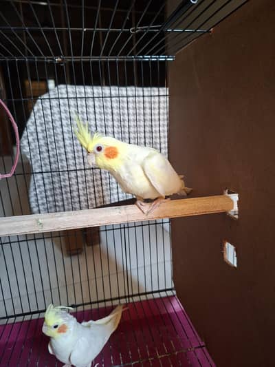 Lutino common white cockatiel pair