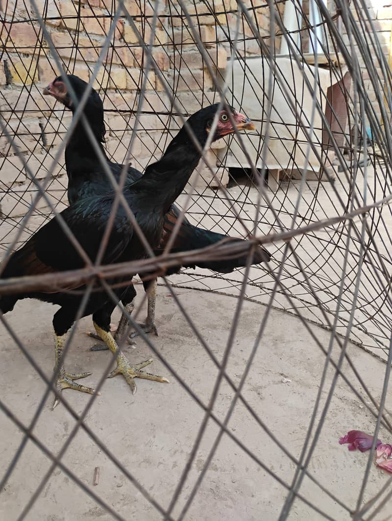 ٹھیکرا 2